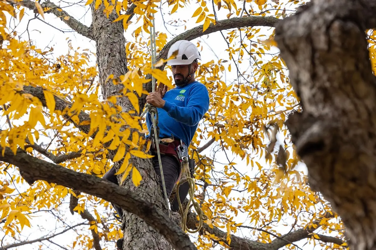 Skilled Storm Damage Cleanup crew working in Providence Forge